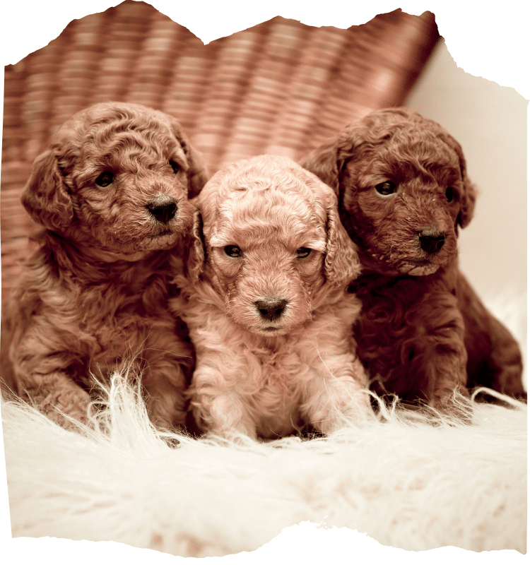 cria de cachorros