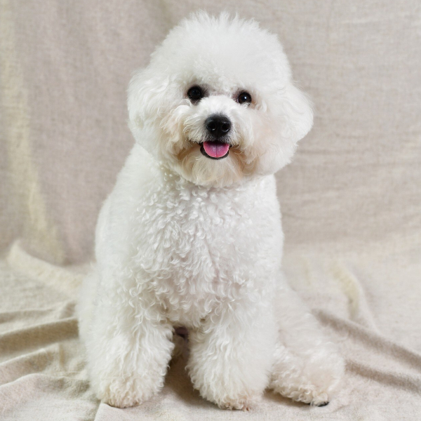 caniche de mil cachorritos